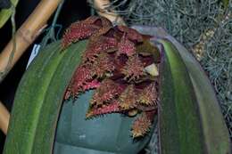 Imagem de Bulbophyllum phalaenopsis J. J. Sm.