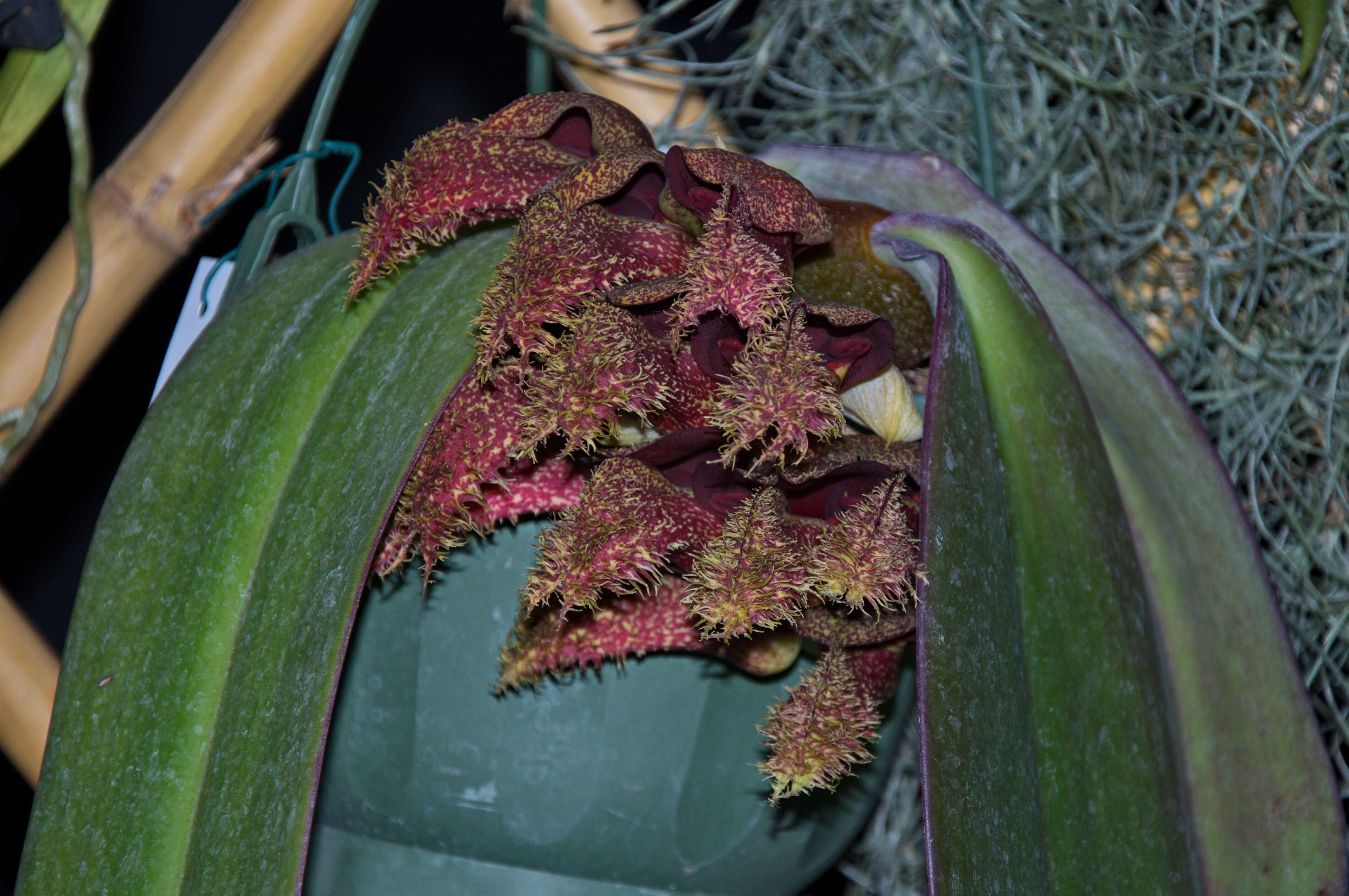 Image of Bulbophyllum phalaenopsis J. J. Sm.