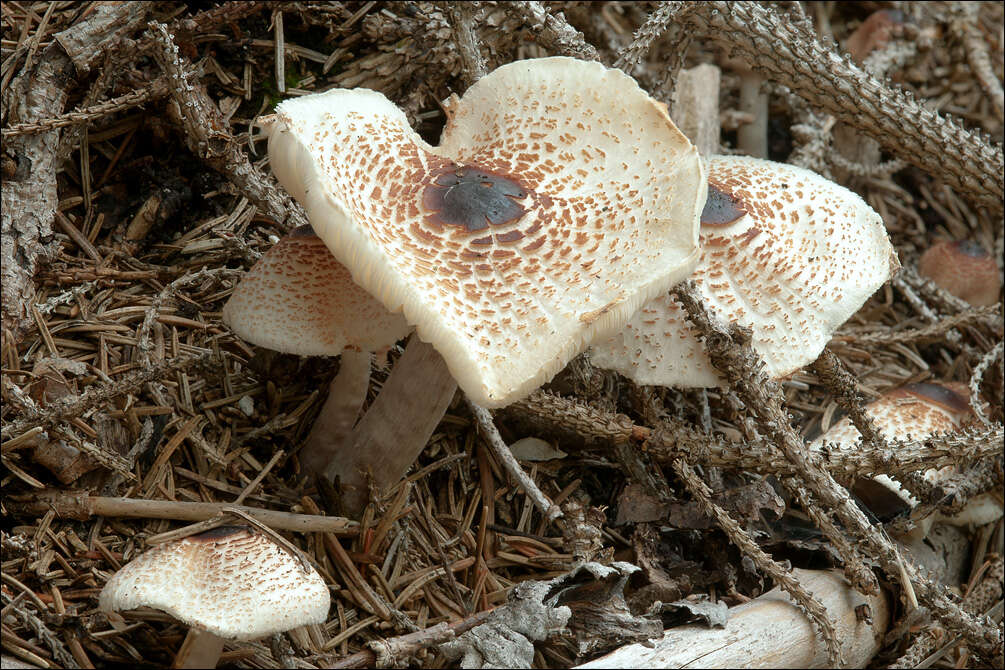 Image de Lépiote crêtée