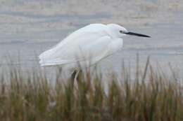 Image of Egretta garzetta garzetta (Linnaeus 1766)