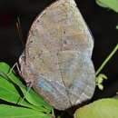 Image of Indian leafwing