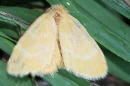 Слика од Euproctis lutea Fabricius 1775