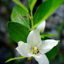 Image of canyon mock orange