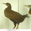 Image of Weka