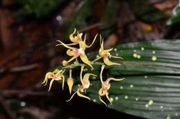 Image of Plocoglottis plicata (Roxb.) Ormerod