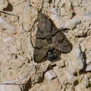 Image of humming-bird hawk moth