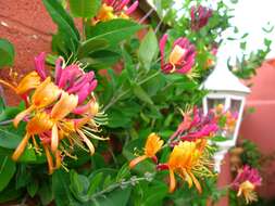 Image of Lonicera