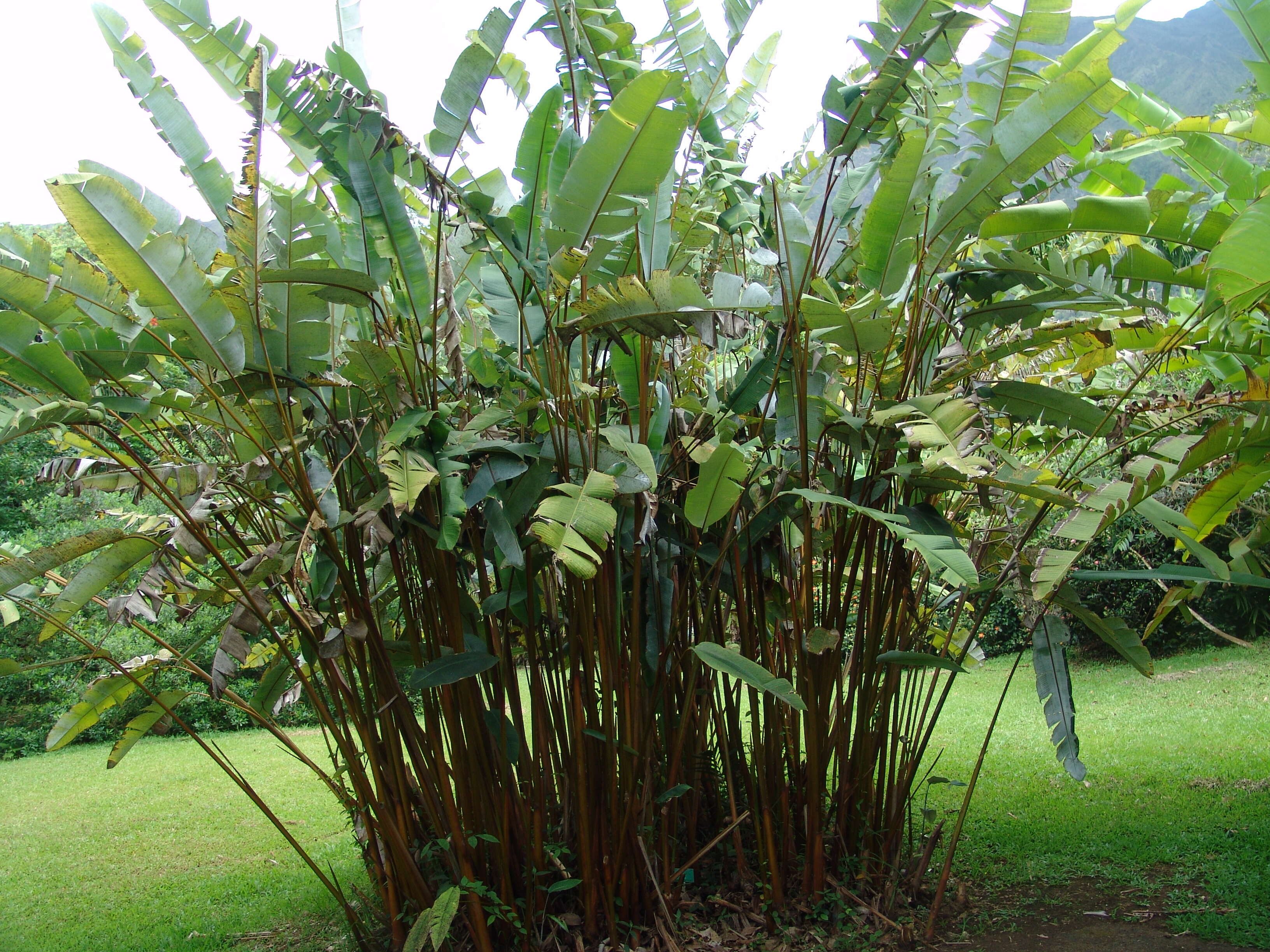 Image of Heliconia standleyi J. F. Macbr.