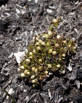 Plancia ëd Schizacme montana (Hook. fil. ex Benth.) C. R. Dunlop