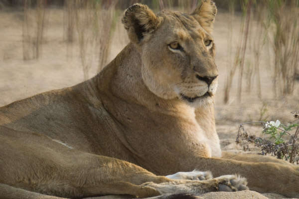 Image of African Lion