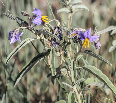 Image of silverleaf nightshade