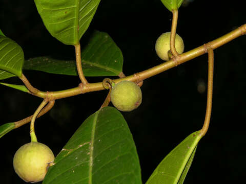 Ficus maxima Mill.的圖片