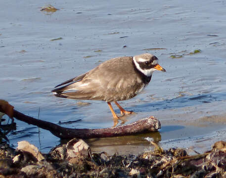 Image of ringed plover, common ringed plover