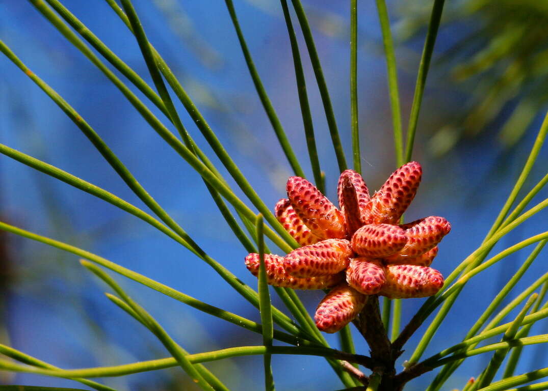 Image of Pine