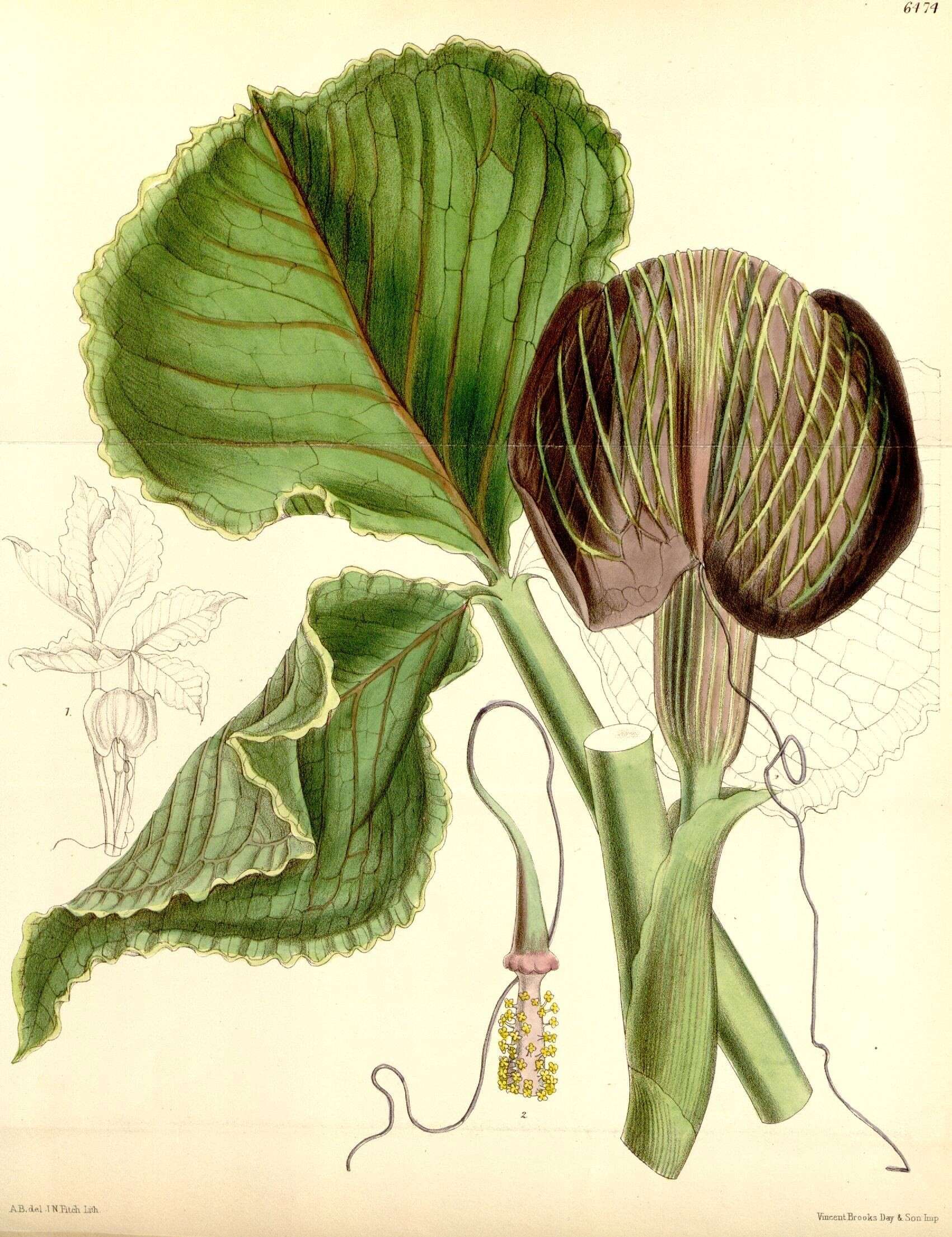 Image of Arisaema utile Hook. fil. ex Schott