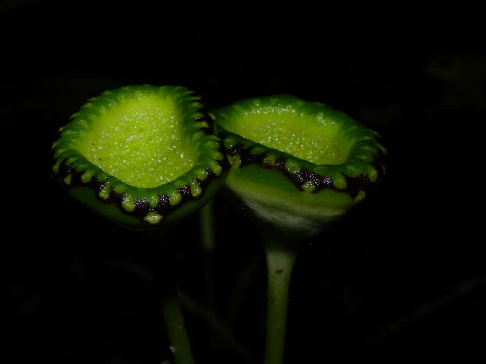 Image of Dorstenia choconiana S. Wats.