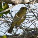 Image of Thick-billed Vireo
