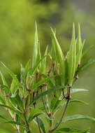 Image of milkweed