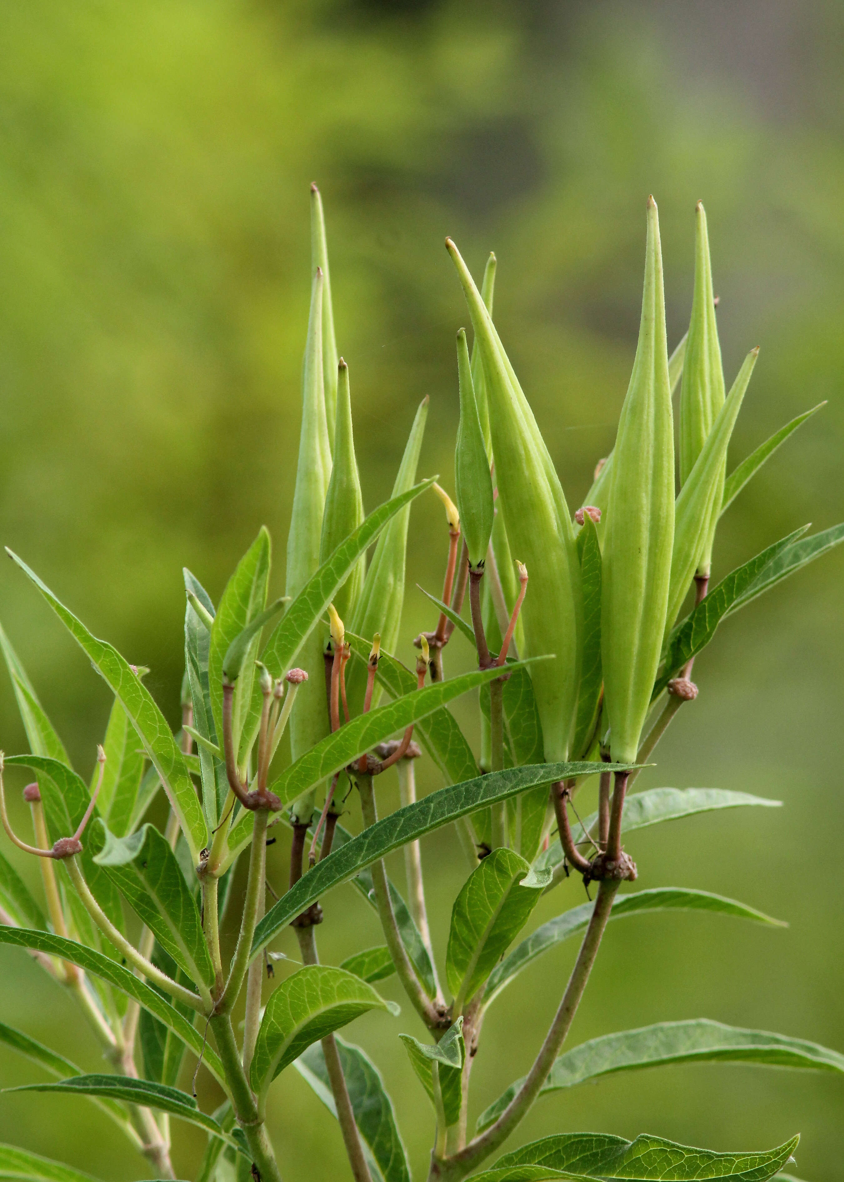 Image of milkweed