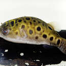 Image of Spotted puffer