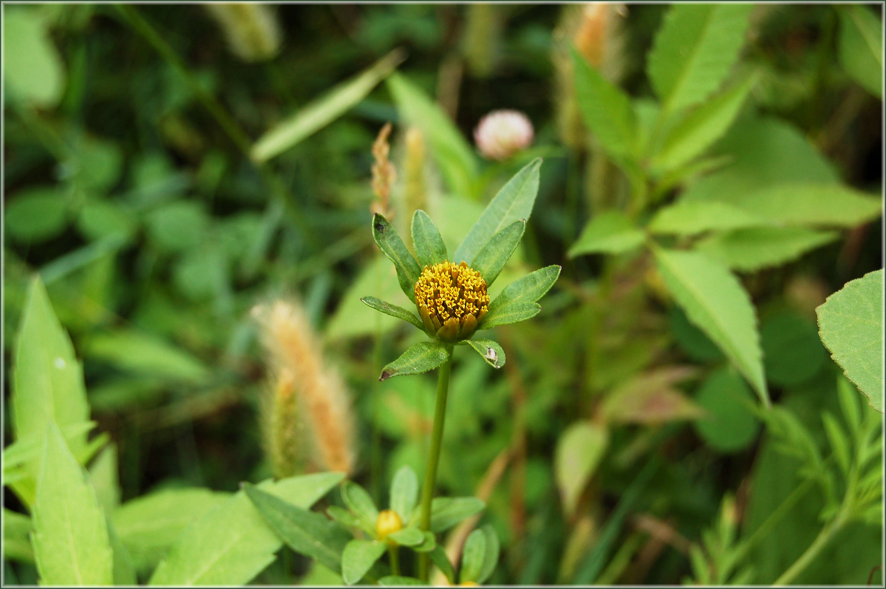 Image of Bidens tripartita subsp. comosa (A. Gray) A. Haines