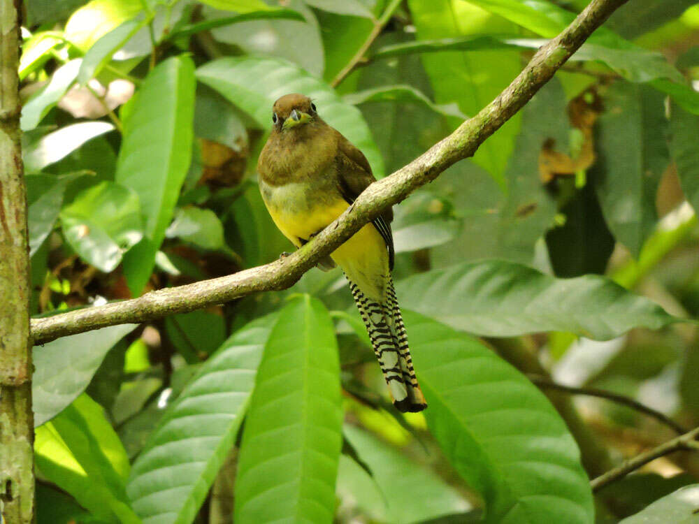 Image of Trogon Brisson 1760