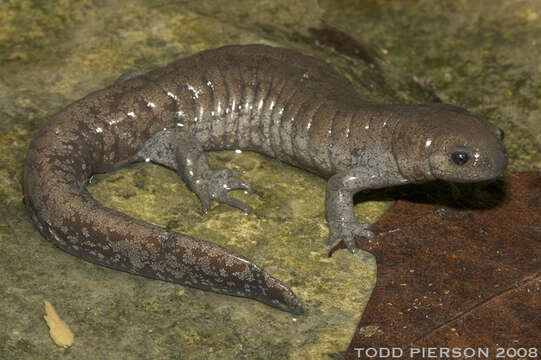 Image of mole salamanders