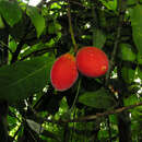 Image of Pouteria durlandii (Standl.) Baehni