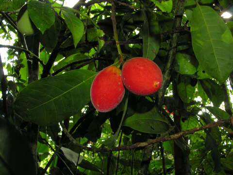 Image of Pouteria durlandii (Standl.) Baehni