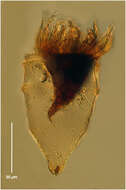Ptychocylididae的圖片