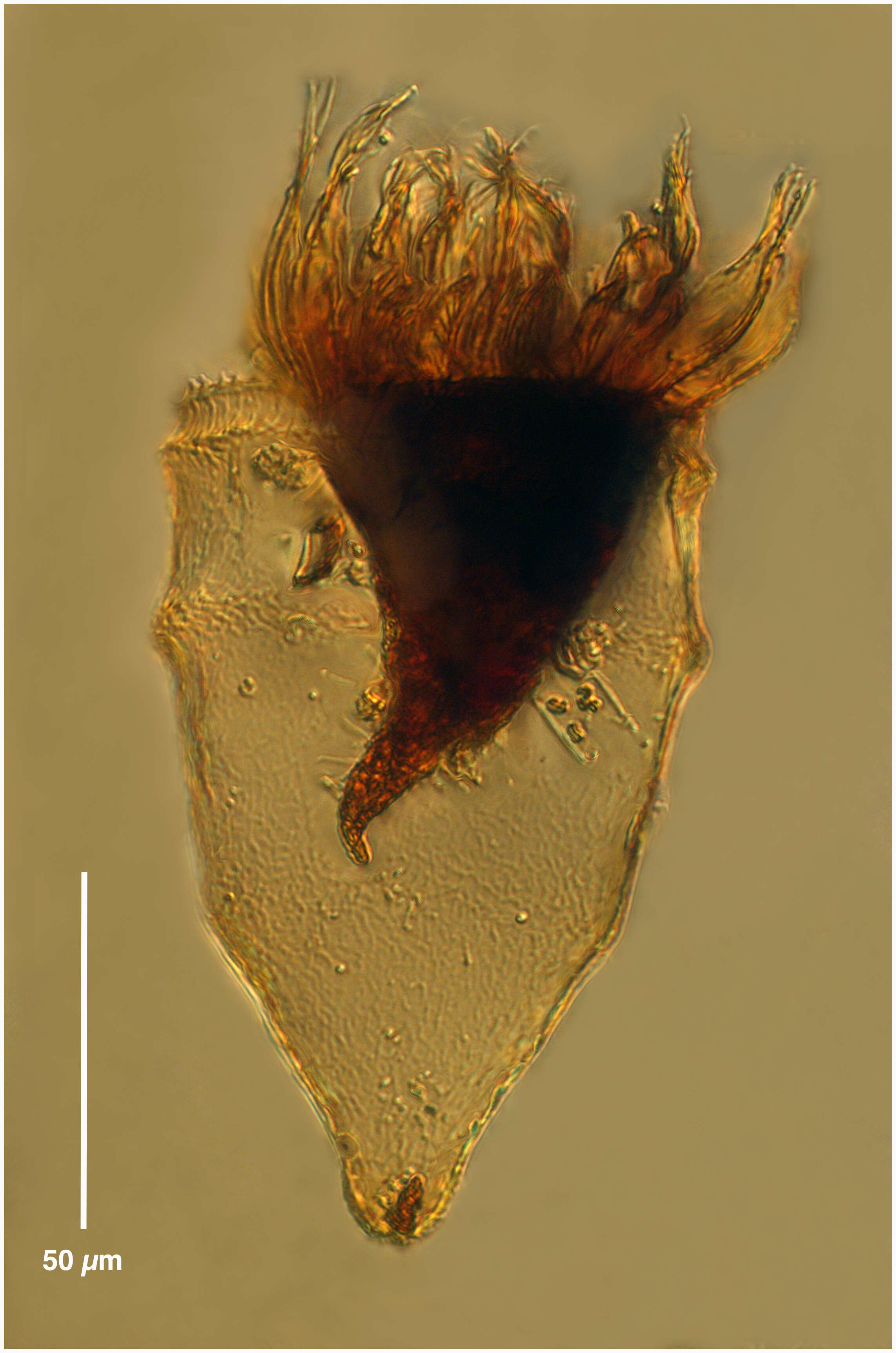 Image of Ptychocylididae