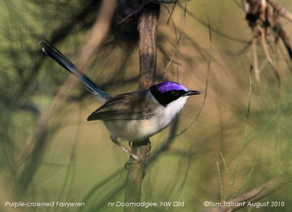 Image of fairywrens and relatives