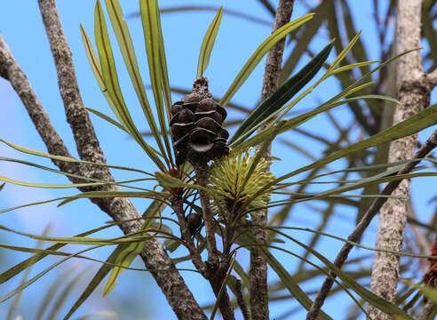 Image of northern banksia