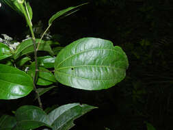 Image of Pleuranthodendron