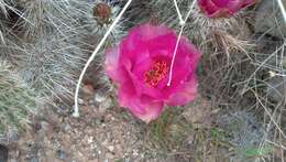 Image of Panhandle Prickly-pear