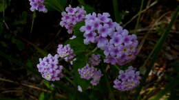 Image of Lantana salzmannii Schauer