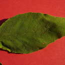 Image of Varronia glandulosa (Fresen.) A. Borhidi