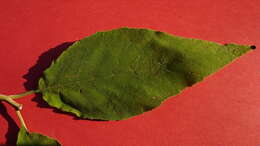 Image of Varronia glandulosa (Fresen.) A. Borhidi