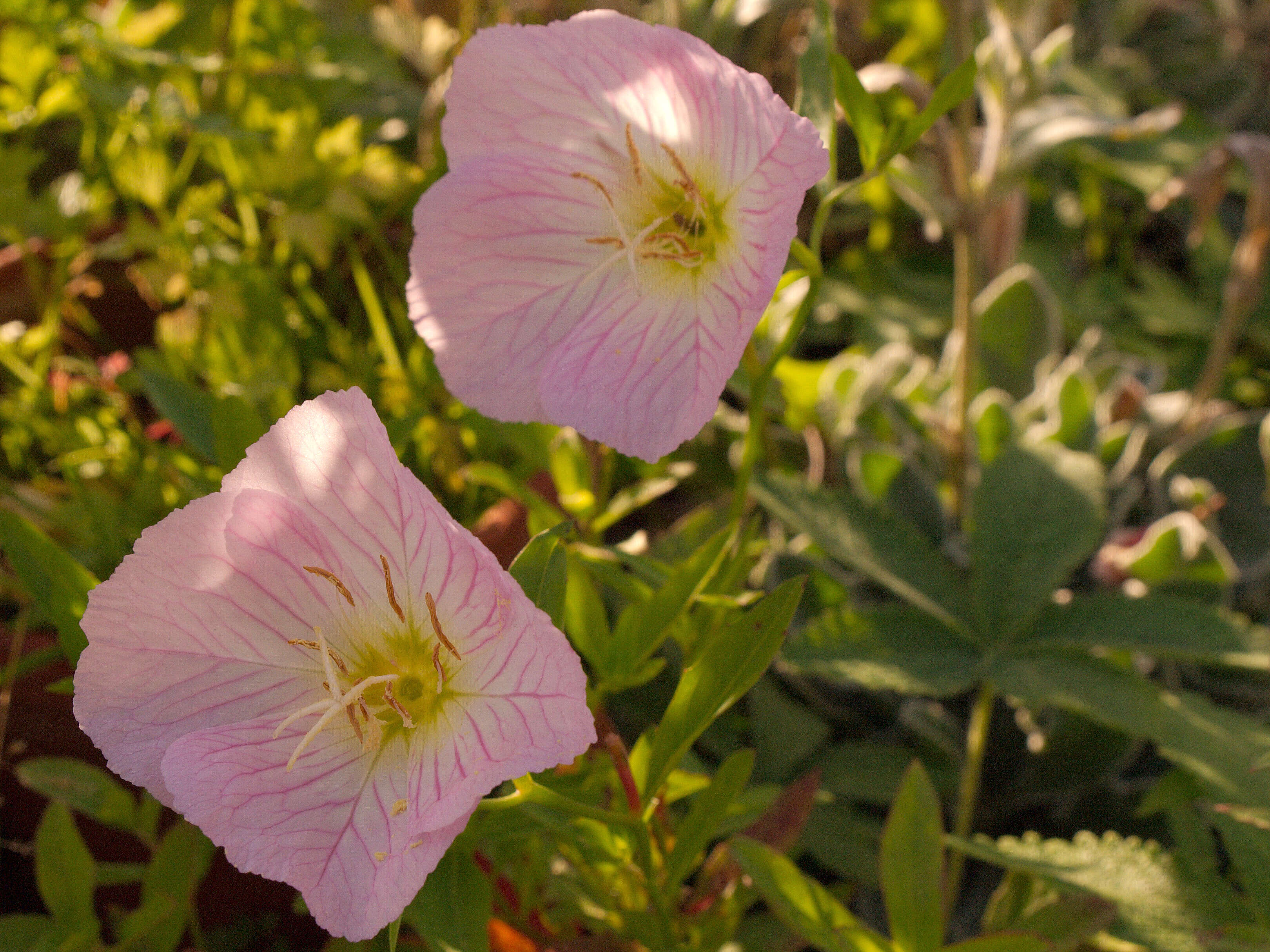 Imagem de Oenothera speciosa Nutt.