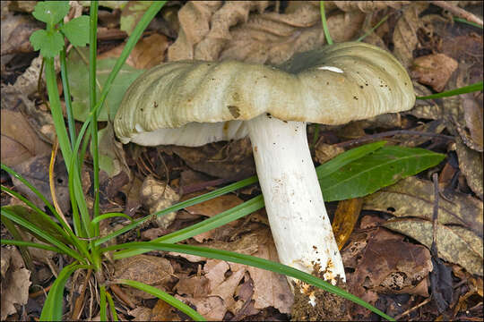 Image of Russula heterophylla (Fr.) Fr. 1838