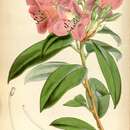Image of Cinnabar-flowered Rhododendron