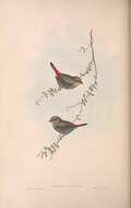 Image of firetail finches