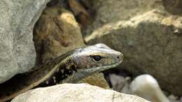 Image of Eastern Water Skink