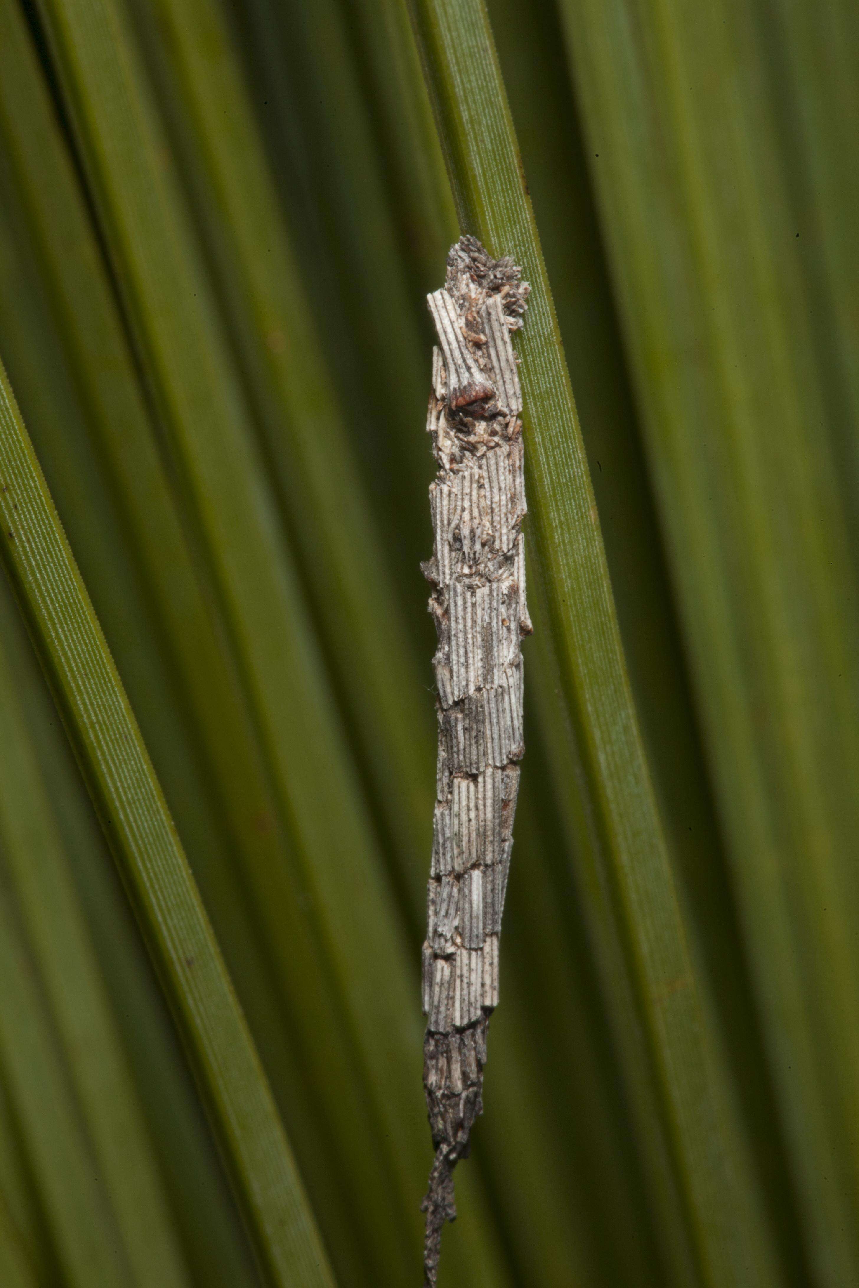 Image of bagworm moths