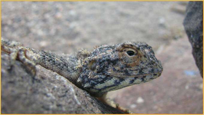 Image of Scortecci's Agama