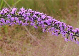 Слика од Liatris gracilis Pursh