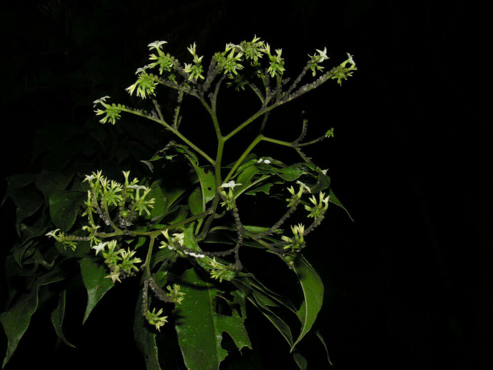 Imagem de Tournefortia glabra L.