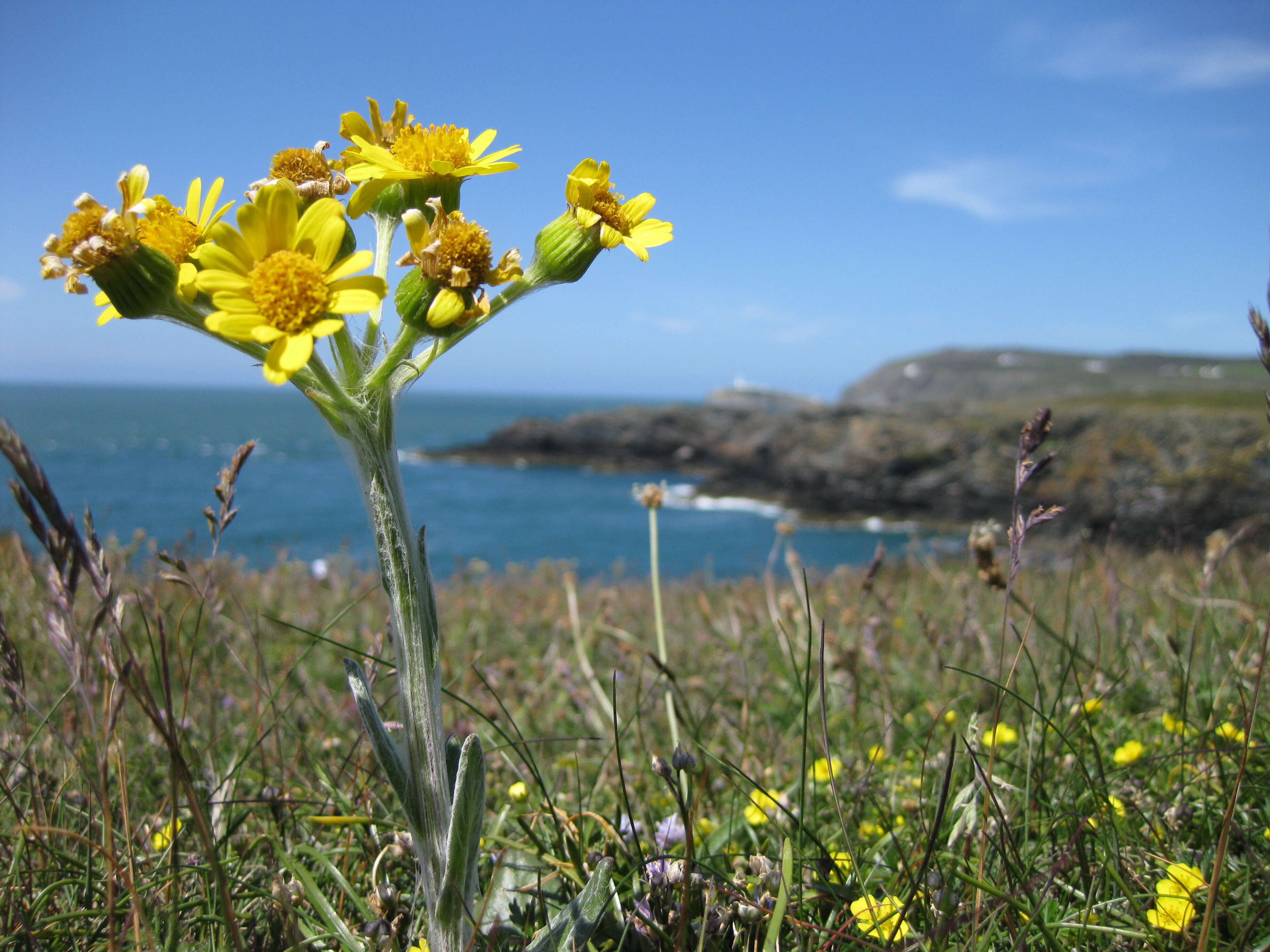 Image of field fleawort