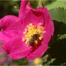 Image of bristly Nootka rose