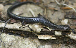 Plethodon cinereus (Green 1818) resmi